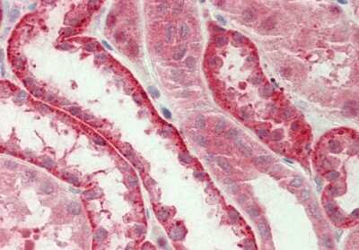Immunohistochemistry-Paraffin: UBL5 Antibody [NBP2-86885]