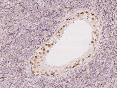 Immunohistochemistry-Paraffin: UBLCP1 Antibody [NBP2-98561]