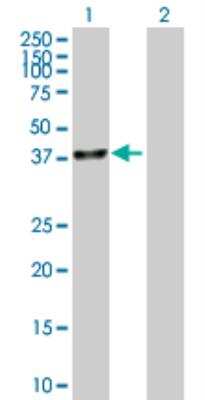 Western Blot: UBLCP1 Antibody [H00134510-B01P]