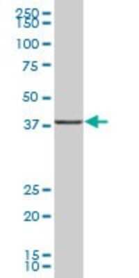 Western Blot: UBLCP1 Antibody [H00134510-B01P]