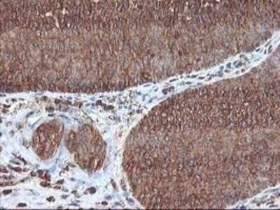 Immunohistochemistry: UBOX5 Antibody (OTI1C5) - Azide and BSA Free [NBP2-74760]