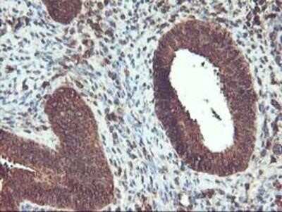 Immunohistochemistry-Paraffin: UBOX5 Antibody (OTI1C5) [NBP2-01077]