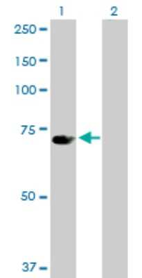 Western Blot: UBP1 Antibody [H00007342-D01P]