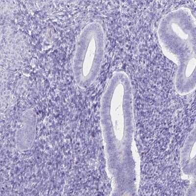 Immunohistochemistry-Paraffin: UBQLN3 Antibody [NBP2-38944]