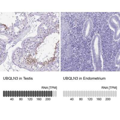 Immunohistochemistry-Paraffin: UBQLN3 Antibody [NBP2-38944]