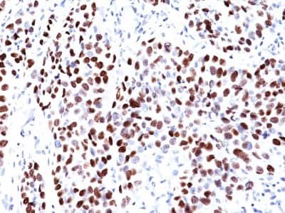 Immunohistochemistry-Paraffin: UBR2 Antibody (PCRP-UBR2-1D12) - Azide and BSA Free [NBP3-14287]