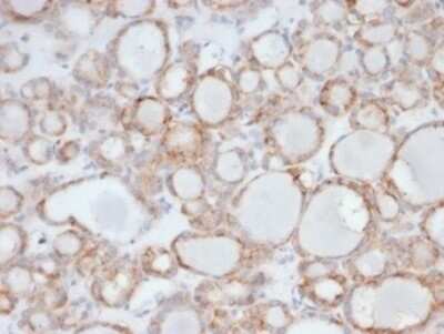 Immunohistochemistry-Paraffin: UBR2 Antibody (PCRP-UBR2-1D12) [NBP3-13900]