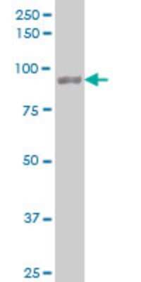 Western Blot: UBTF Antibody (1A2) [H00007343-M03]