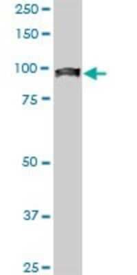 Western Blot: UBTF Antibody (2D8) [H00007343-M04]