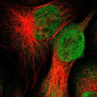 Immunocytochemistry/ Immunofluorescence: UBXN1 Antibody [NBP1-89387]