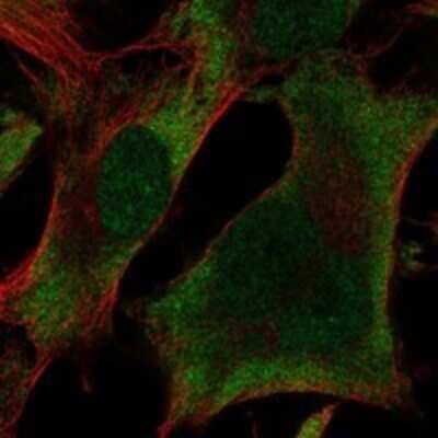 Immunocytochemistry/ Immunofluorescence: UBXN1 Antibody [NBP3-17958]
