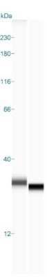 Simple Western: UCH-L1/PGP9.5 Antibody (31A3)Azide and BSA Free [NBP2-33130]