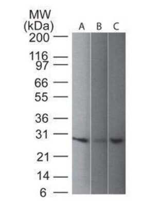 Western Blot: UCH-L1/PGP9.5 Antibody (31A3)Azide and BSA Free [NBP2-33130]
