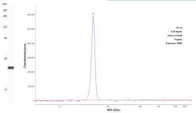 Simple Western: UCH-L1/PGP9.5 Antibody (972106)Azide and BSA Free [MAB60071]
