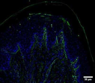 Immunocytochemistry/ Immunofluorescence: UCH-L1/PGP9.5 Antibody (SPM575) - Azide and BSA Free [NBP2-34808]