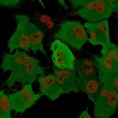 Immunocytochemistry/ Immunofluorescence: UCH-L1/PGP9.5 Antibody (rUCHL1/775) [NBP2-75773]