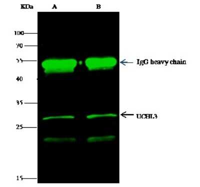 Immunoprecipitation: UCH-L3 Antibody (153) [NBP2-90679]