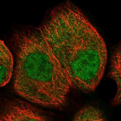 Immunocytochemistry/ Immunofluorescence: UCH-L3 Antibody [NBP1-86037]