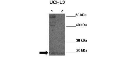 Western Blot: UCH-L3 Antibody [NBP1-55316]