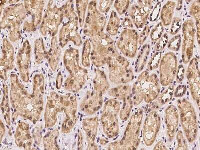 Immunohistochemistry-Paraffin: UCH-L5/UCH37 Antibody [NBP2-97368]