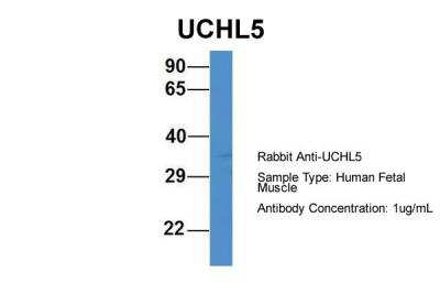 Western Blot: UCH-L5/UCH37 Antibody [NBP2-88544]