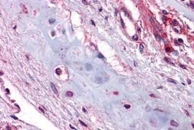 Immunohistochemistry-Paraffin: UCMA Antibody - BSA Free [NBP1-72115]