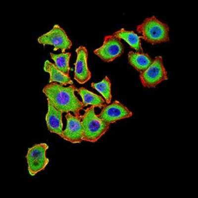 Immunocytochemistry/ Immunofluorescence: UCP3 Antibody (6B8C6) - BSA Free [NBP2-61821]