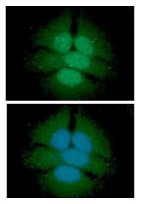 Immunocytochemistry/ Immunofluorescence: UDP glucose dehydrogenase Antibody (2G11) - BSA Free [NBP2-59461]