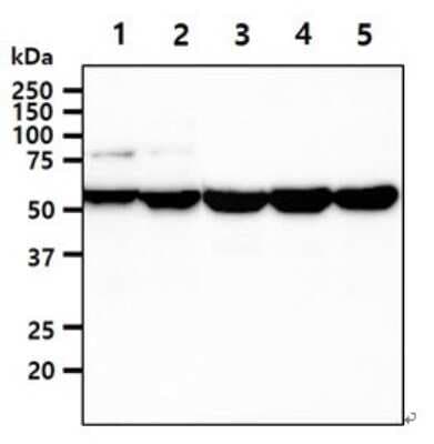 Western Blot: UDP glucose dehydrogenase Antibody (2G11)BSA Free [NBP2-59461]