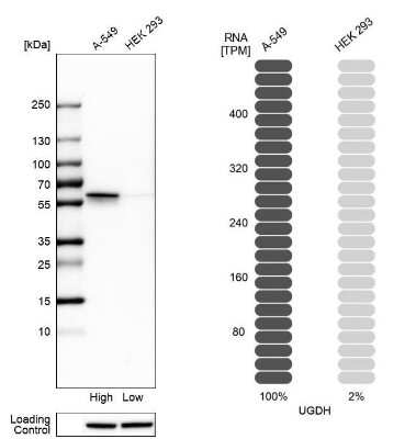 Western Blot: UDP glucose dehydrogenase Antibody [NBP1-90906]