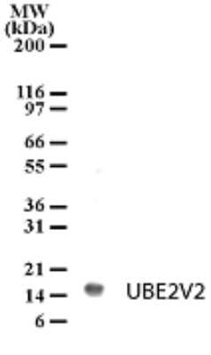 Western Blot: UEV2 Antibody [NB100-56360]