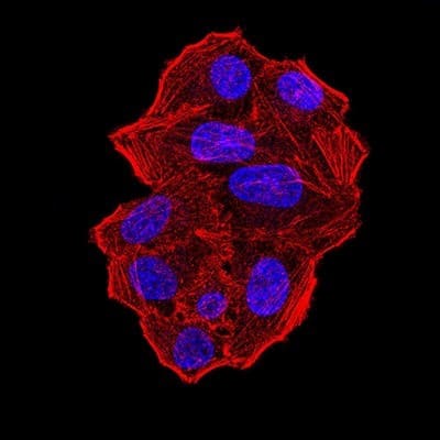 Immunocytochemistry/ Immunofluorescence: UFD1L Antibody (2A6F3) - BSA Free [NBP2-61829]