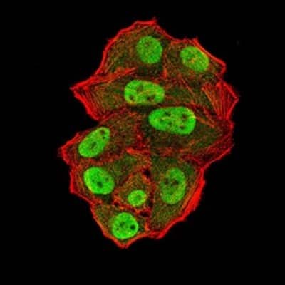 Immunocytochemistry/ Immunofluorescence: UFD1L Antibody (2A6F3) - BSA Free [NBP2-61829]