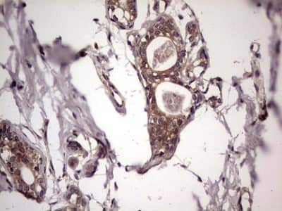 Immunohistochemistry: UFD1L Antibody (OTI8G6) [NBP2-46289]