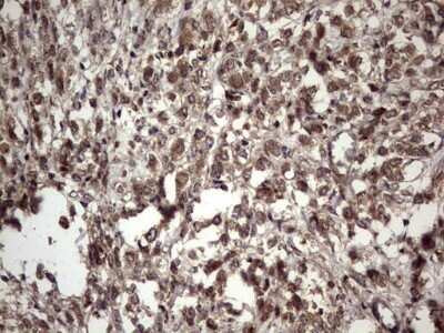 Immunohistochemistry: UFD1L Antibody (OTI8G6) - Azide and BSA Free [NBP2-74781]