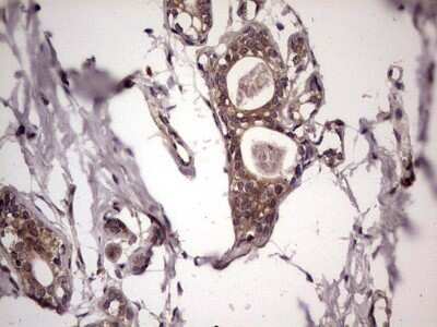 Immunohistochemistry: UFD1L Antibody (OTI8G6) - Azide and BSA Free [NBP2-74781]