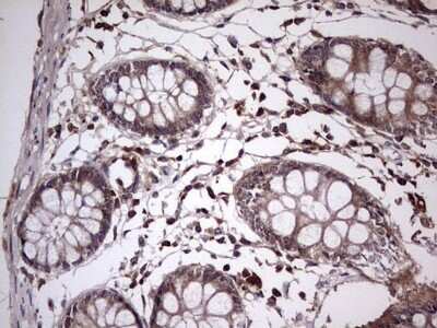 Immunohistochemistry: UFD1L Antibody (OTI8G6) - Azide and BSA Free [NBP2-74781]