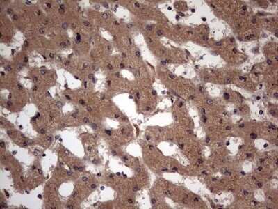 Immunohistochemistry: UFD1L Antibody (OTI8G6) - Azide and BSA Free [NBP2-74781]