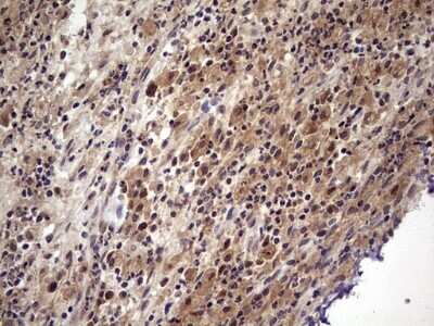 Immunohistochemistry: UFD1L Antibody (OTI8G6) - Azide and BSA Free [NBP2-74781]