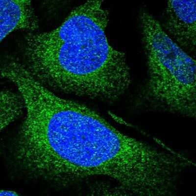 Immunocytochemistry/ Immunofluorescence: UFL1 Antibody [NBP1-90691]
