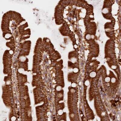 Immunohistochemistry-Paraffin: UFM1 Antibody [NBP1-88977]