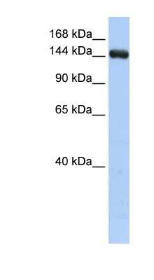 Western Blot: UGCGL2 Antibody [NBP1-79300]