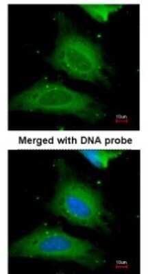 Immunocytochemistry/ Immunofluorescence: UGP2 Antibody [NBP1-32676]