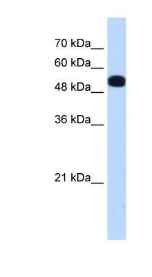 Western Blot: UGP2 Antibody [NBP1-55519]