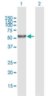 Western Blot: UGT2A3 Antibody [H00079799-B01P]