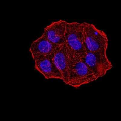 Immunocytochemistry/ Immunofluorescence: UHRF1 Antibody (1A1B1) - BSA Free [NBP2-61838]