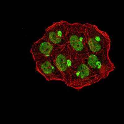 Immunocytochemistry/ Immunofluorescence: UHRF1 Antibody (1A1B1) - BSA Free [NBP2-61838]