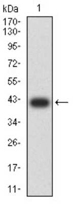 Western Blot: UHRF1 Antibody (1A1B1)BSA Free [NBP2-61838]