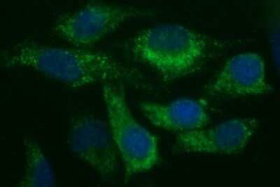 Immunocytochemistry/ Immunofluorescence: UIP1 Antibody (OTI1E8) - Azide and BSA Free [NBP2-74782]