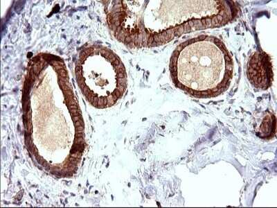 Immunohistochemistry: UIP1 Antibody (OTI1E8) - Azide and BSA Free [NBP2-74782]